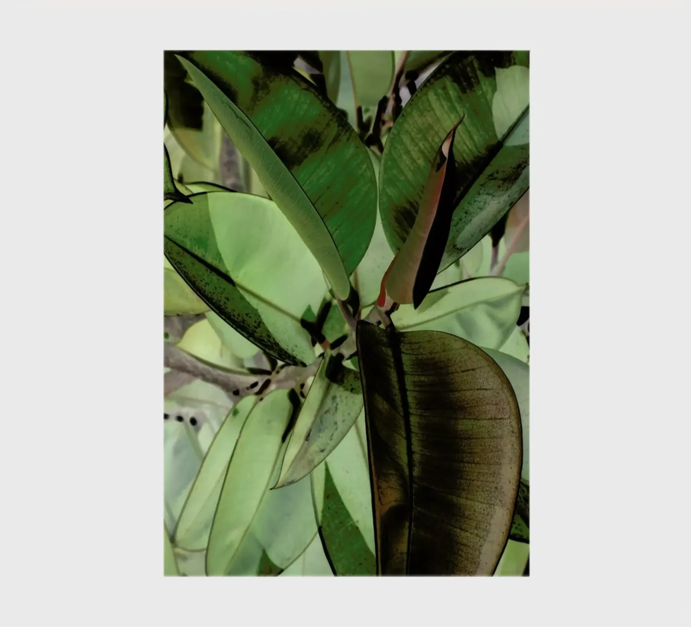 Ficus Elastica notebook by Shot By Clint