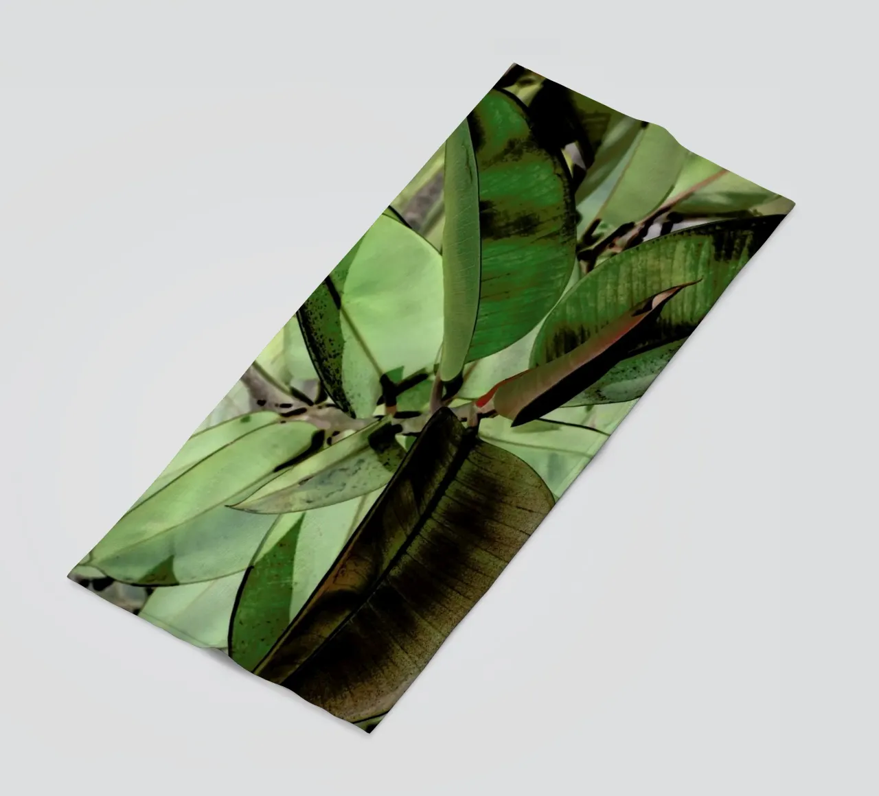 Ficus Elastica telo mare da Shot By Clint