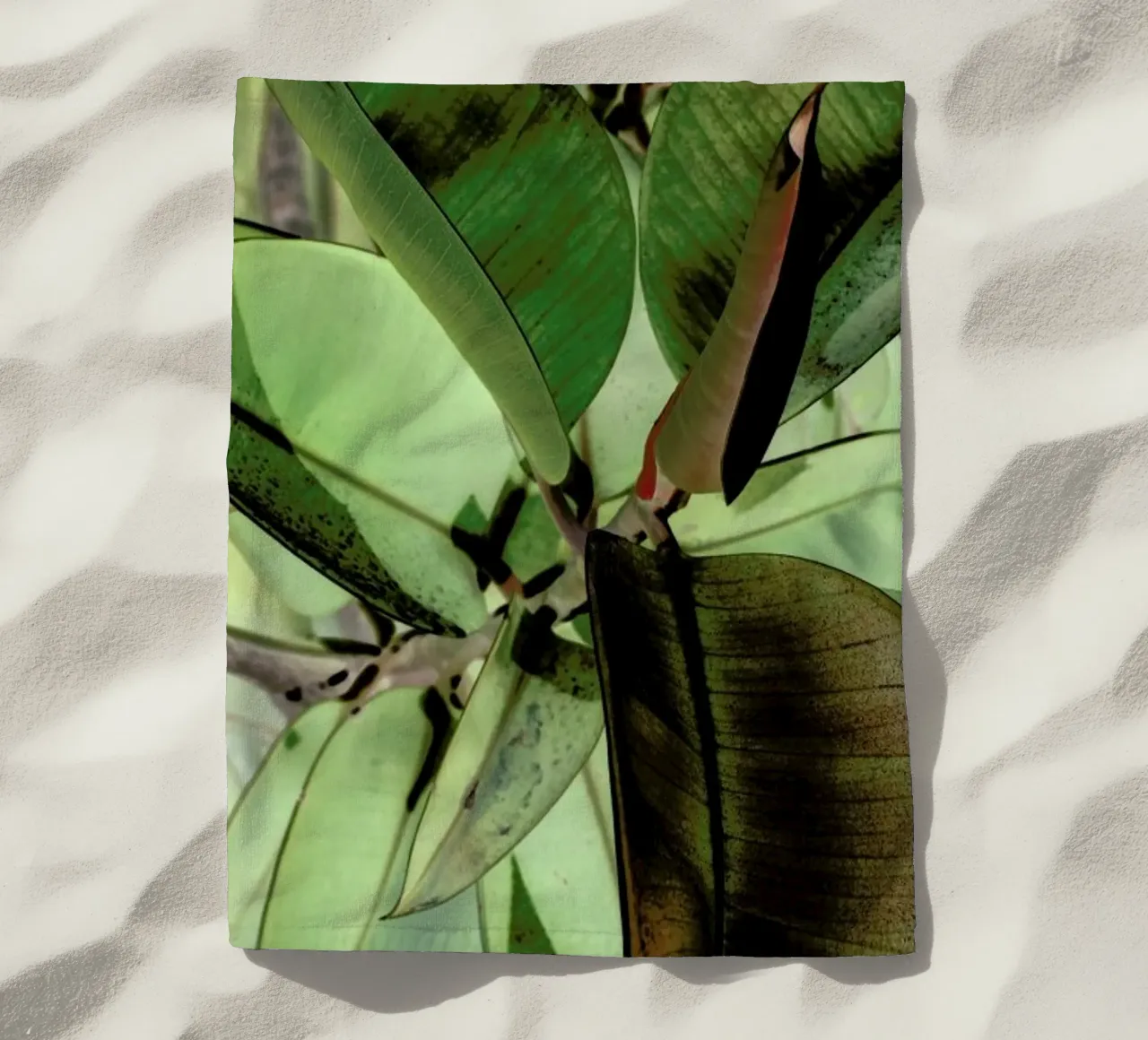 Ficus Elastica telo mare da Shot By Clint