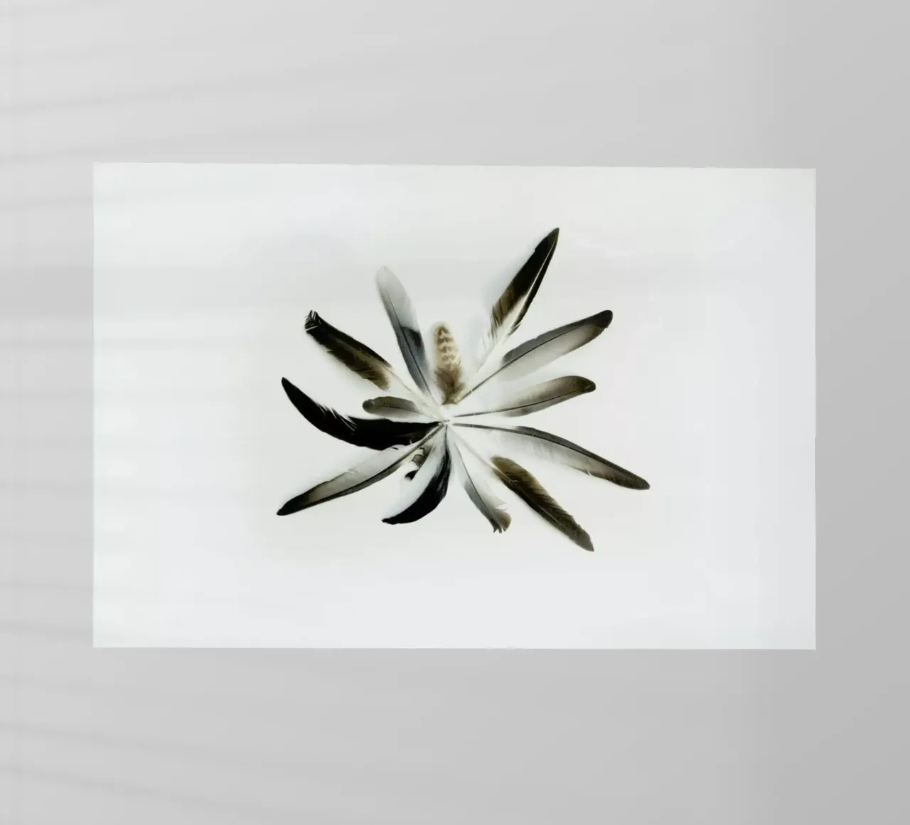 Feathers Circle pellicola backlit da Miles of Light