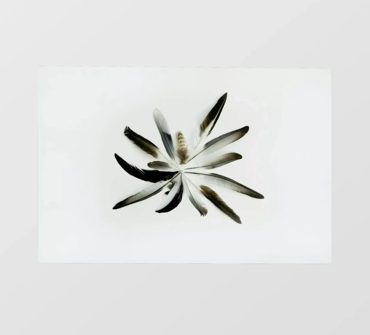 Feathers Circle pellicola backlit da Miles of Light