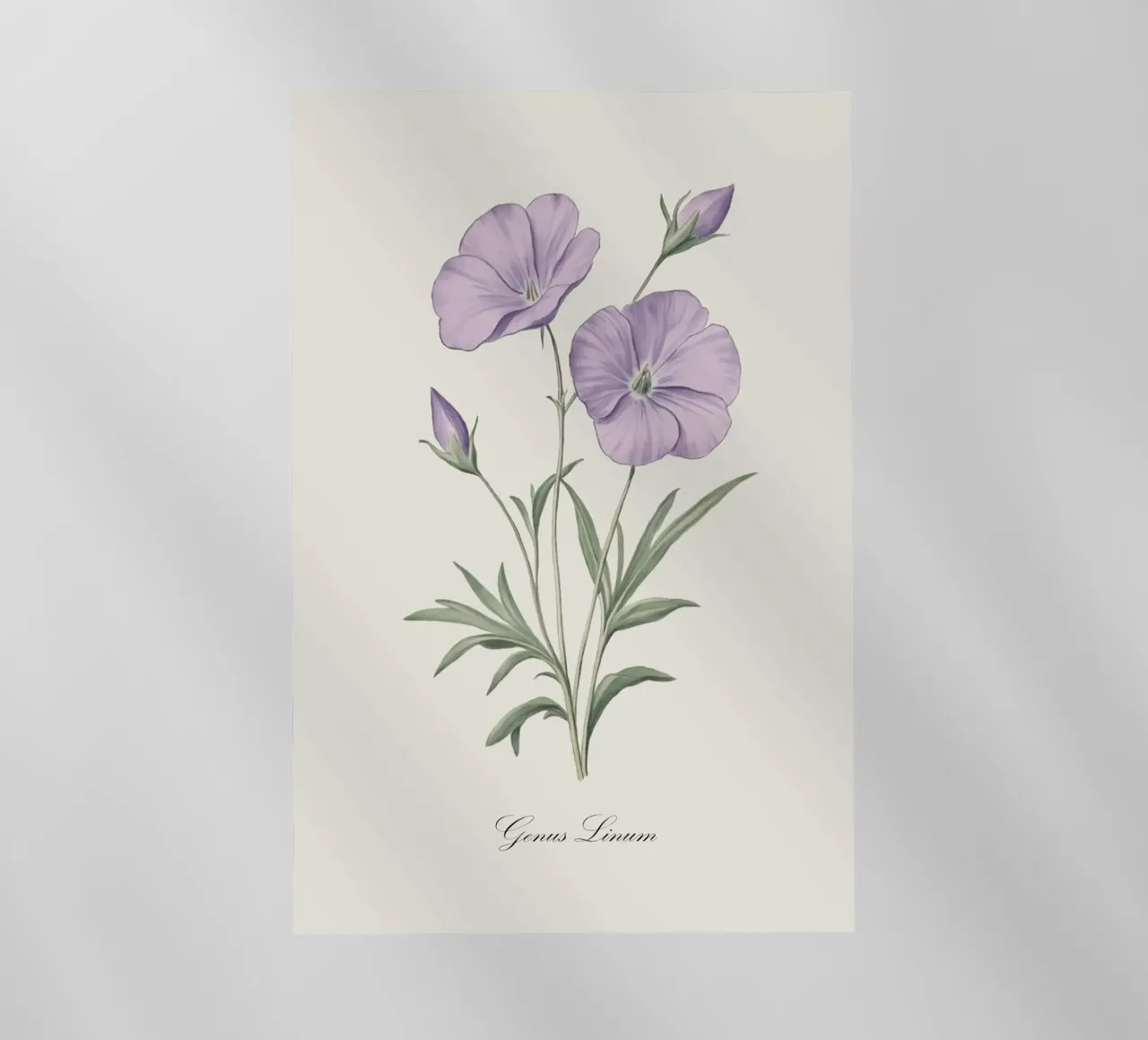 Illustrazione di fiori di lino pellicola backlit da Melloi Art Print