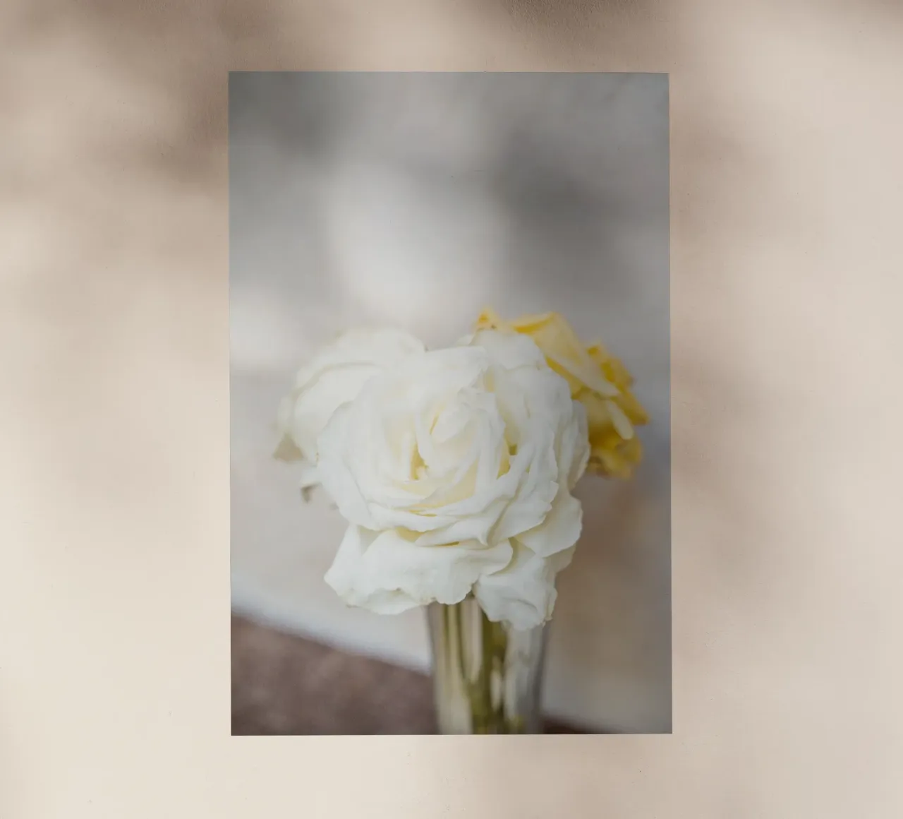 Rose bianche pellicola backlit da Henrike Schenk Photography