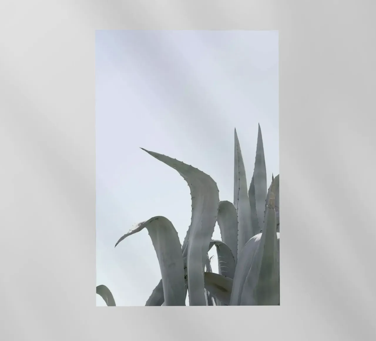 Charming Agave pellicola backlit da Shot By Clint