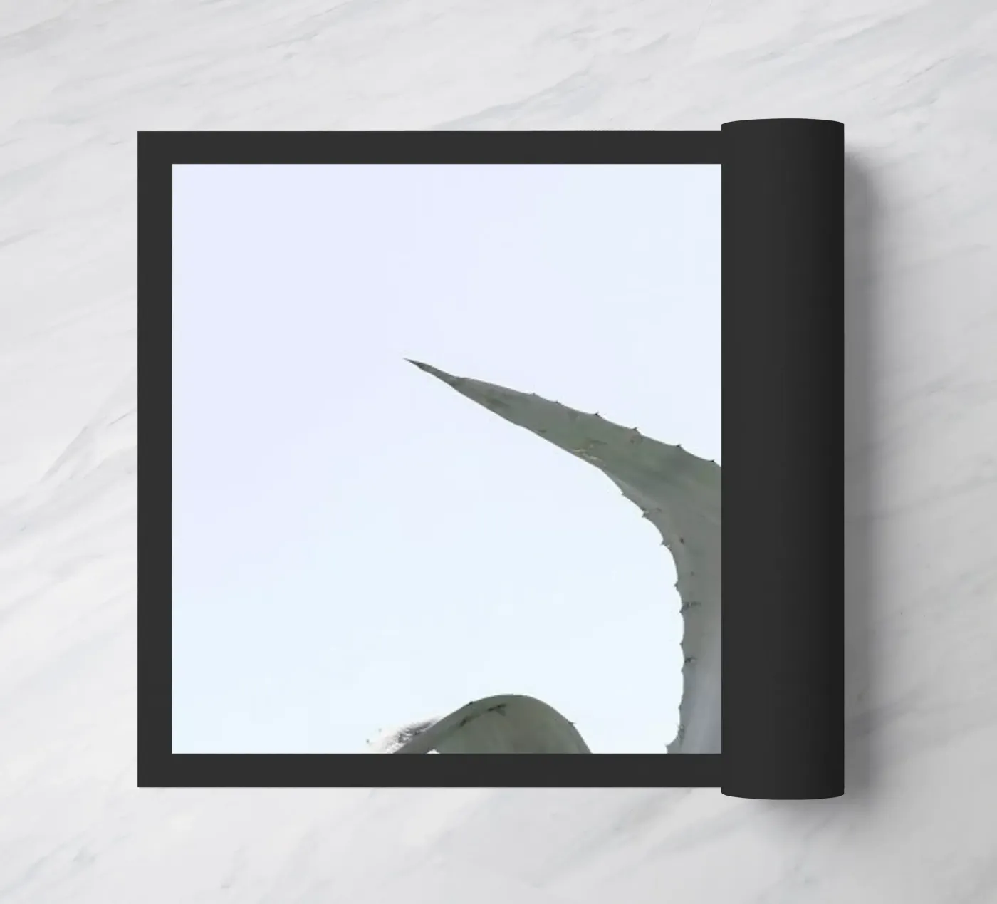 Charming Agave zerbino da Shot By Clint