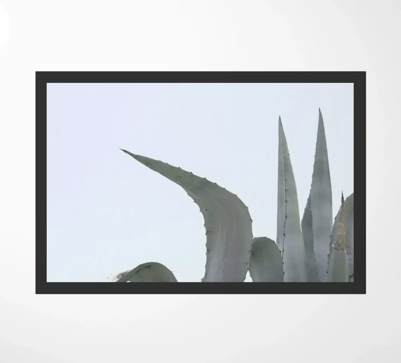 Charming Agave zerbino da Shot By Clint