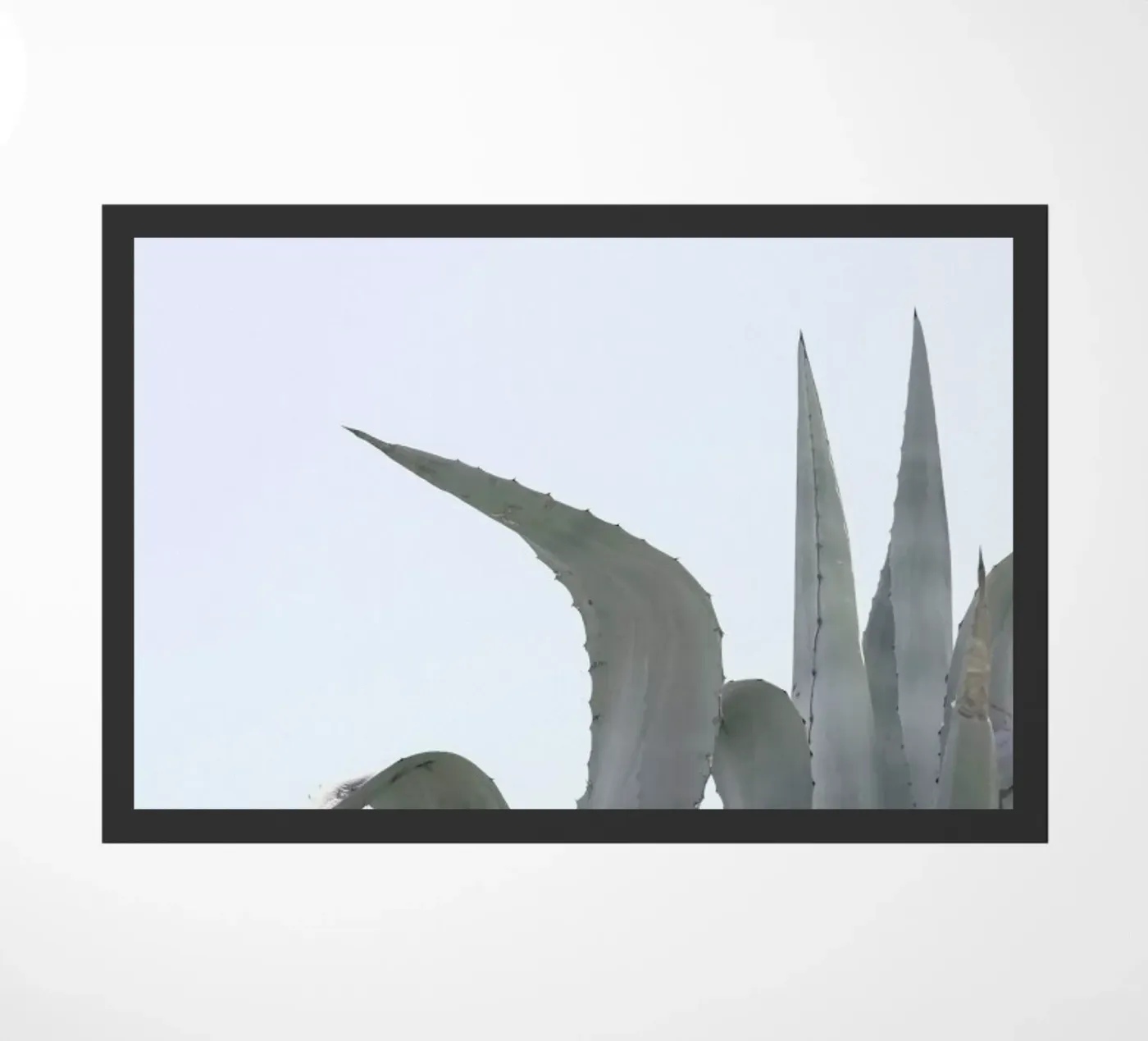 Charming Agave zerbino da Shot By Clint