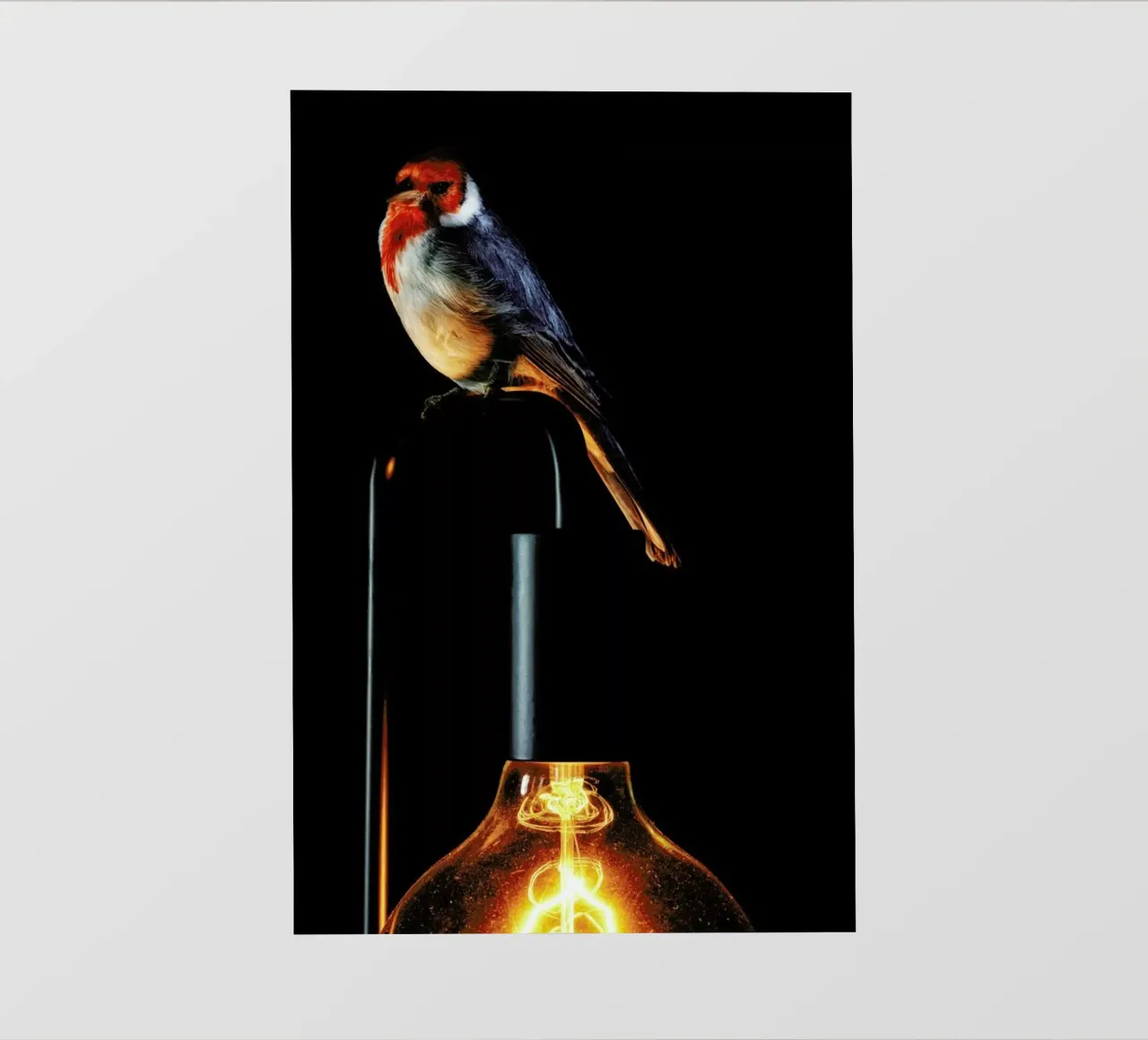 Birds Everywhere 7 pellicola backlit da Günther Egger