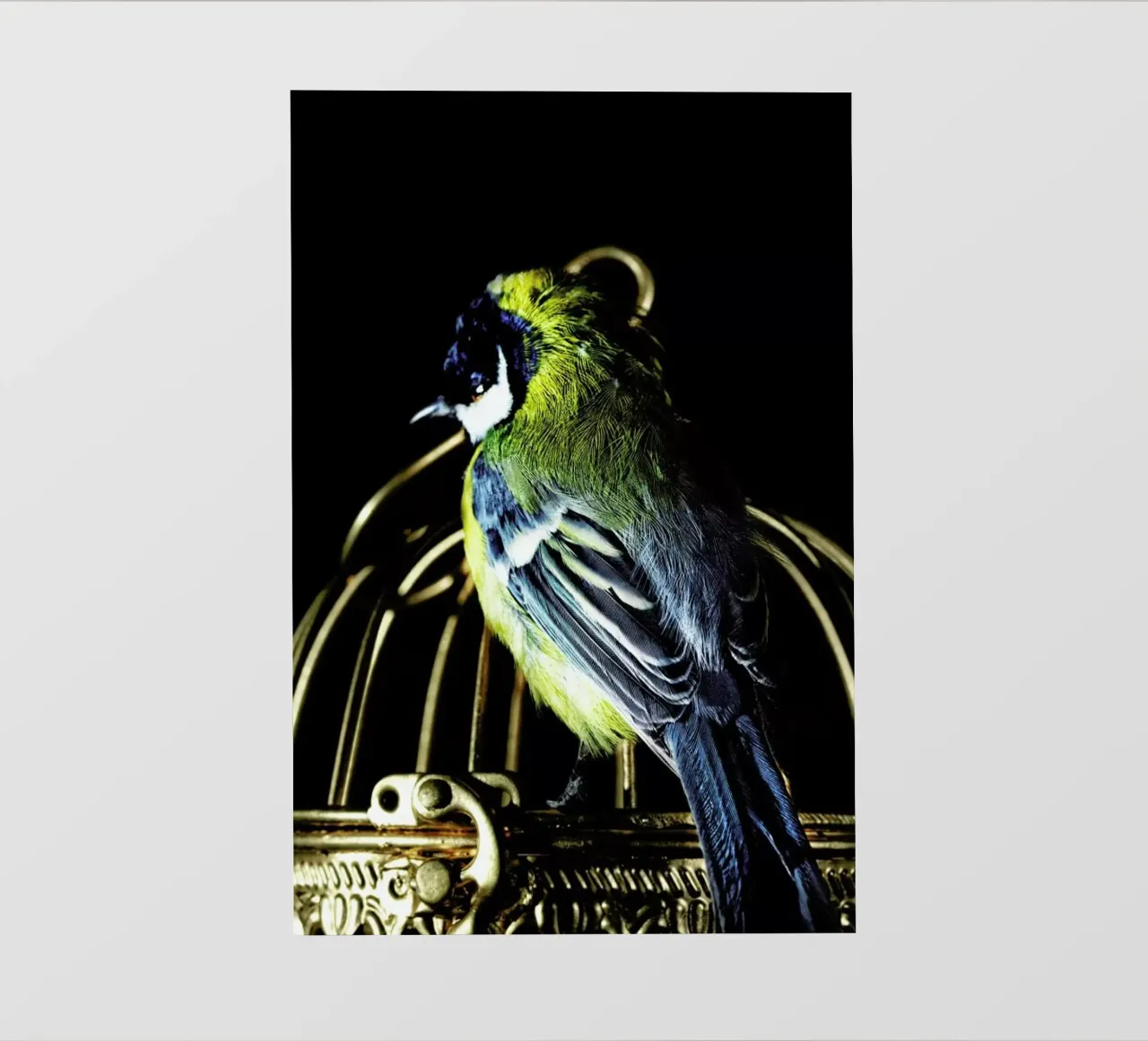 Birds Everywhere 10 telo in pvc da Günther Egger