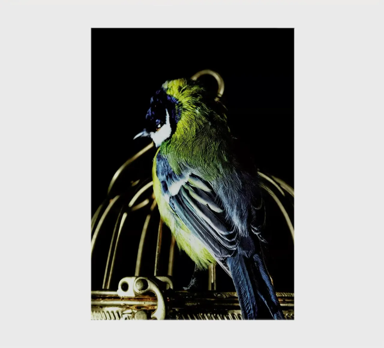Birds Everywhere 10 notebook by Günther Egger