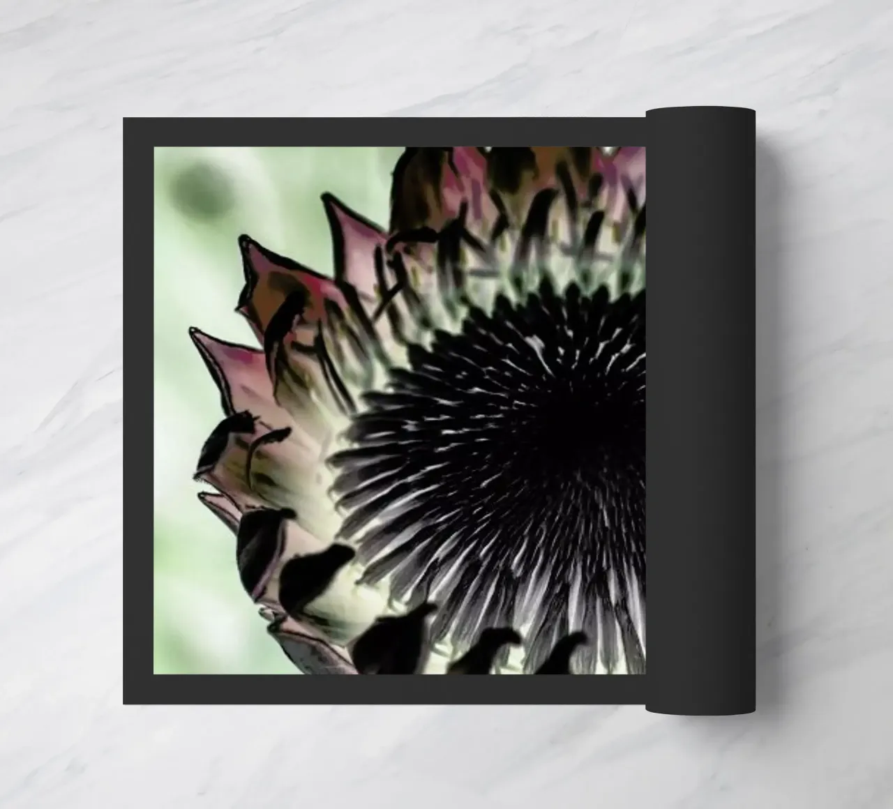 King Protea 2 zerbino da Shot By Clint