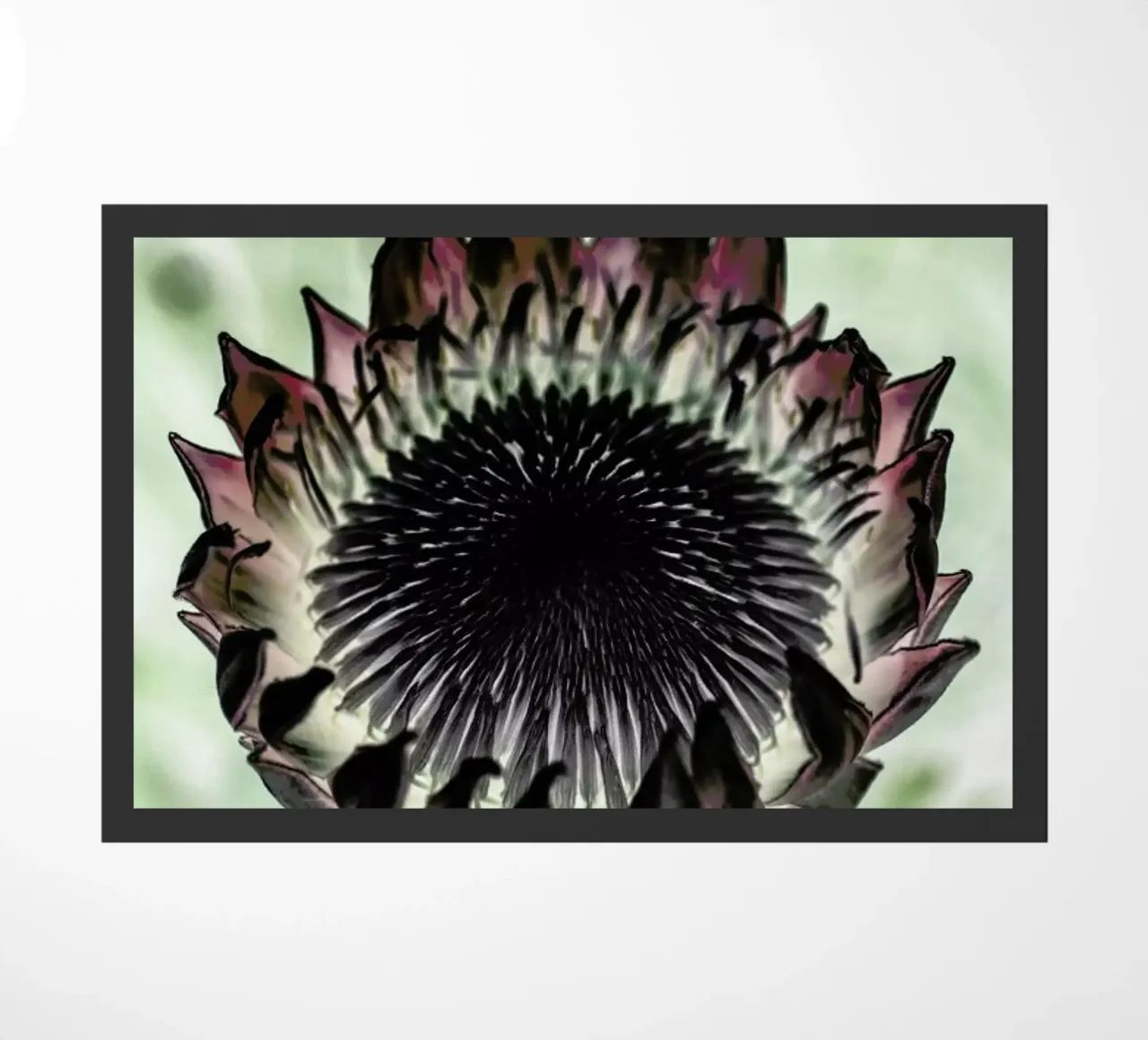 King Protea 2 zerbino da Shot By Clint