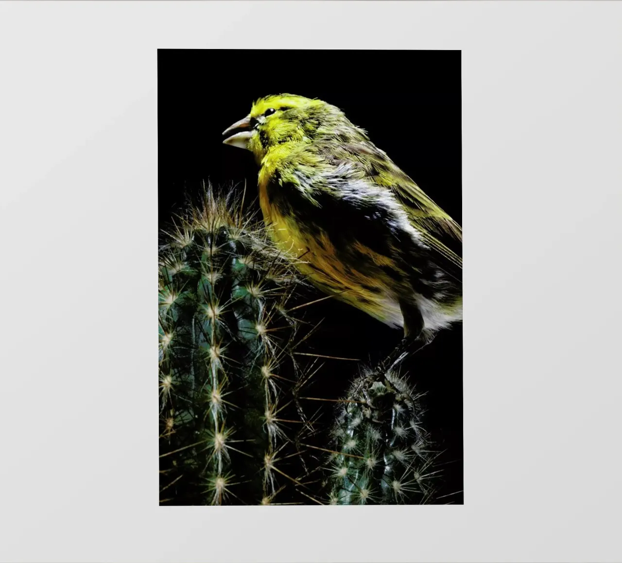 Birds Everywhere 16 pellicola backlit da Günther Egger
