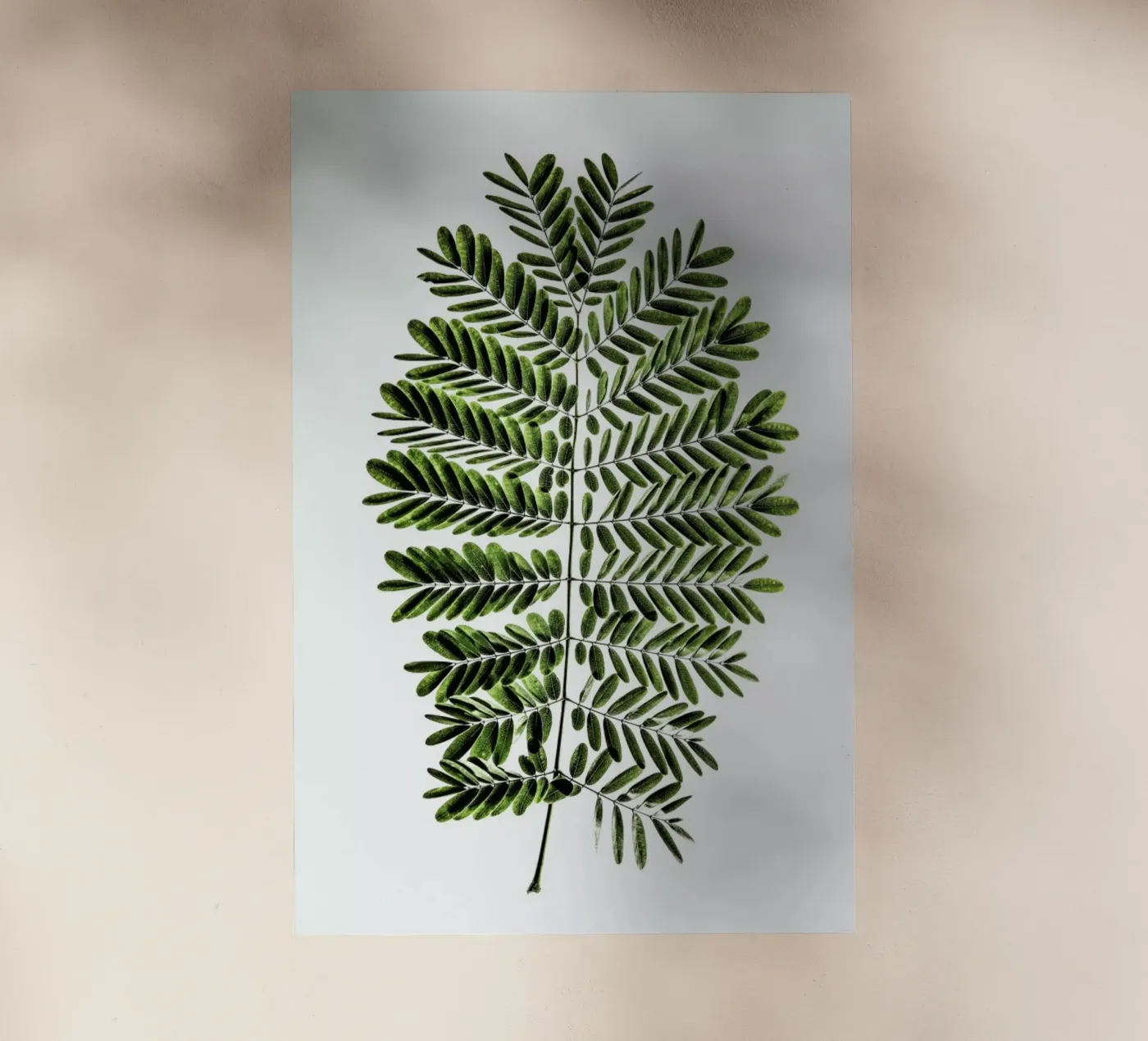 Leaf Study 2 pellicola backlit da Shot By Clint