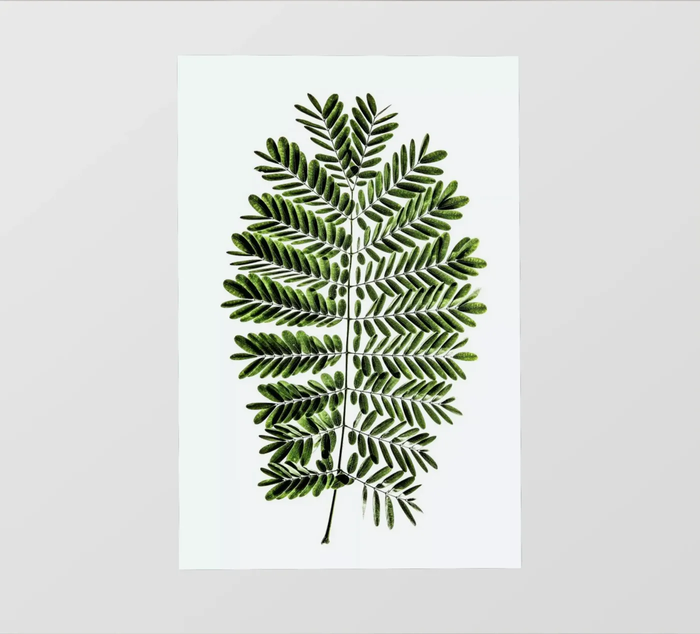 Leaf Study 2 PVC Plane von Shot By Clint