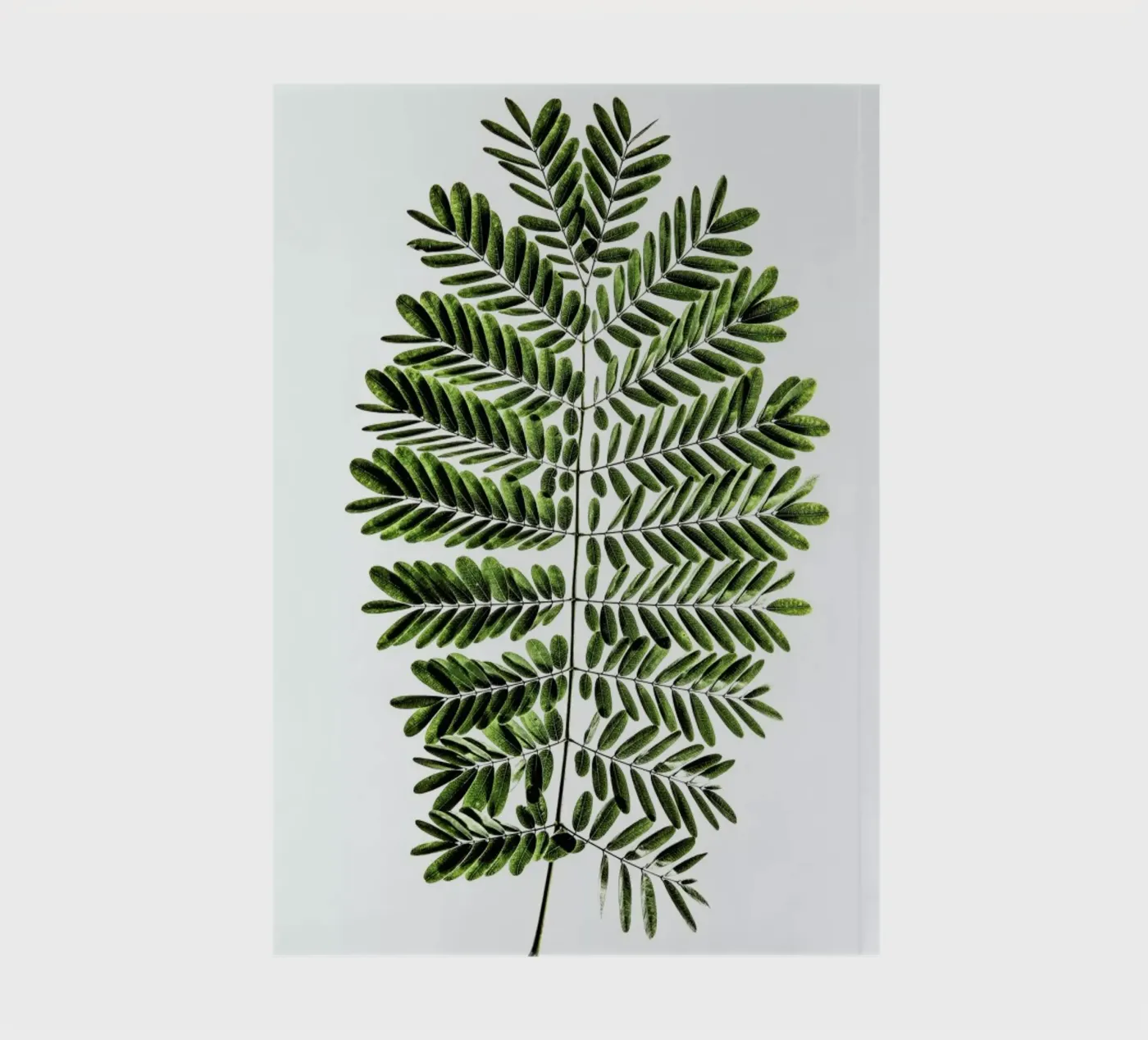 Leaf Study 2 Notizbuch von Shot By Clint