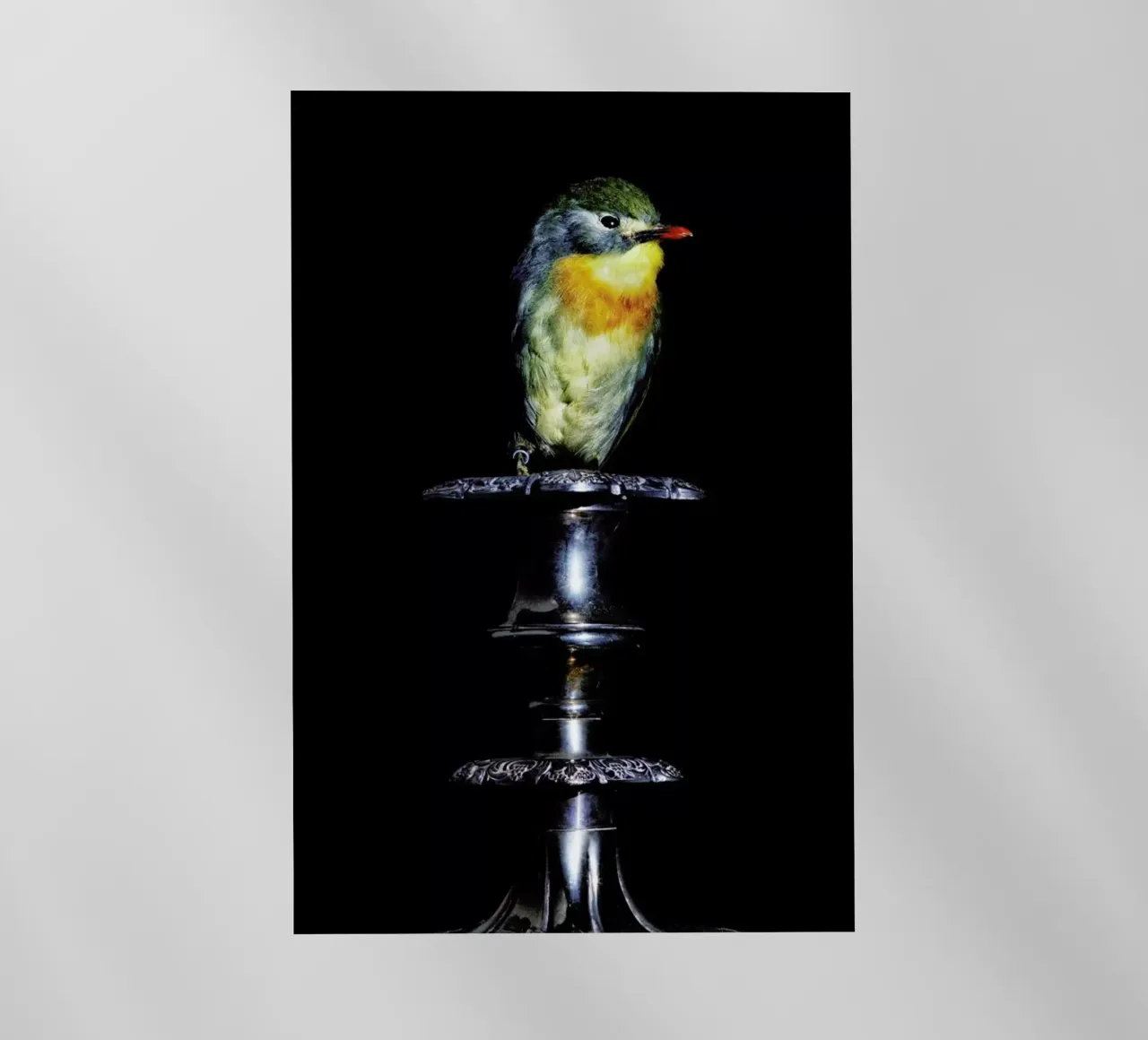 Birds Everywhere 21 pellicola backlit da Günther Egger