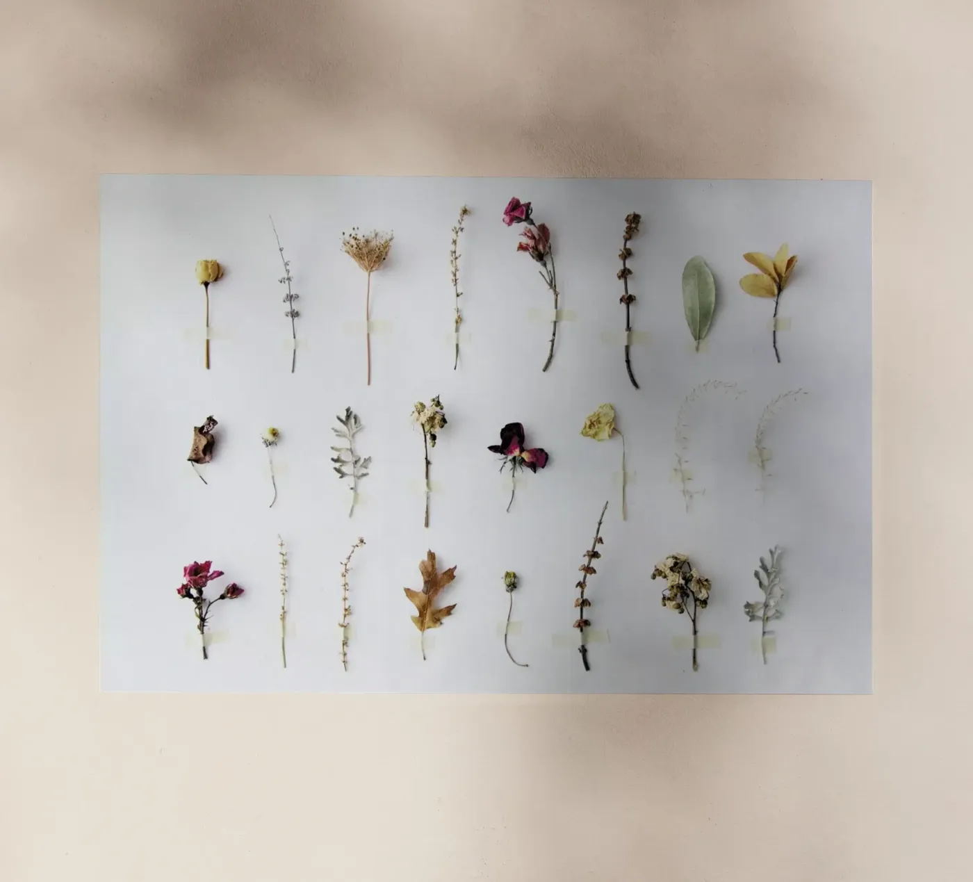 Flora Study backlit folie van Miles of Light