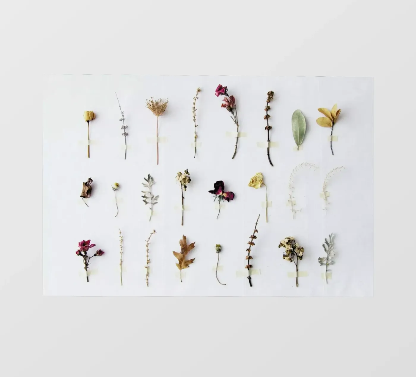 Flora Study backlit folie van Miles of Light