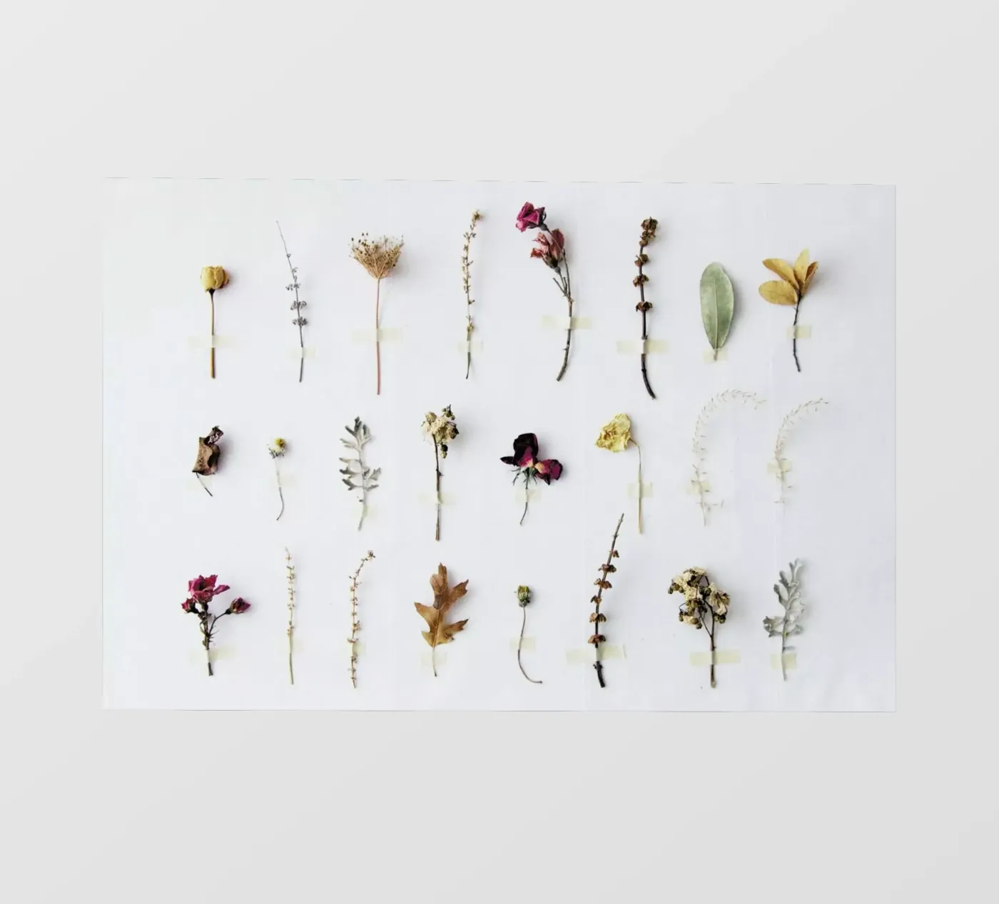 Flora Study telo in pvc da Miles of Light