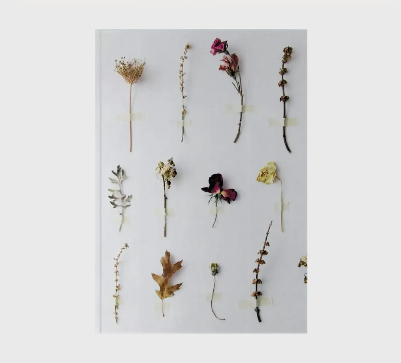 Flora Study Notizbuch von Miles of Light