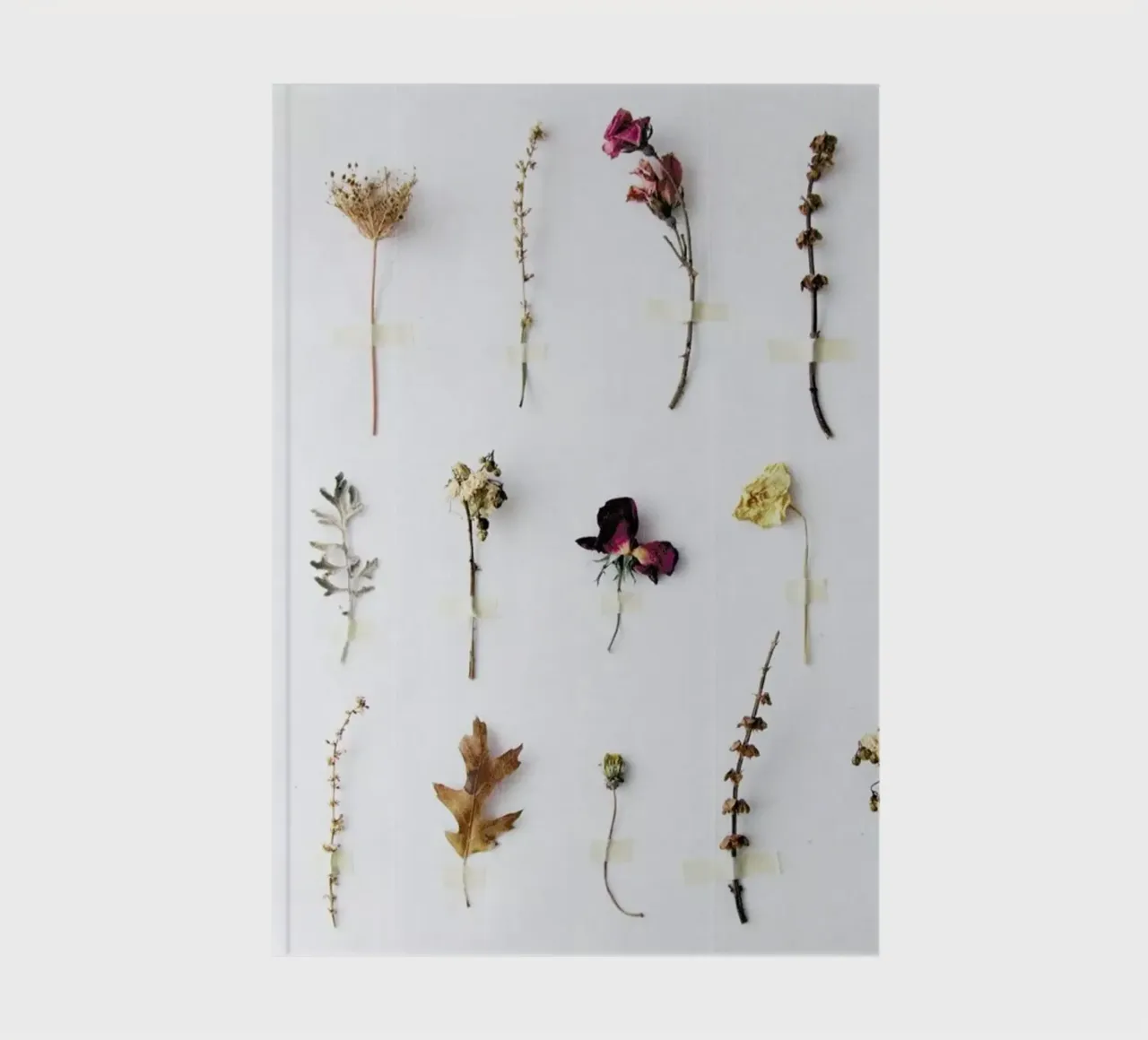 Flora Study notebook by Miles of Light