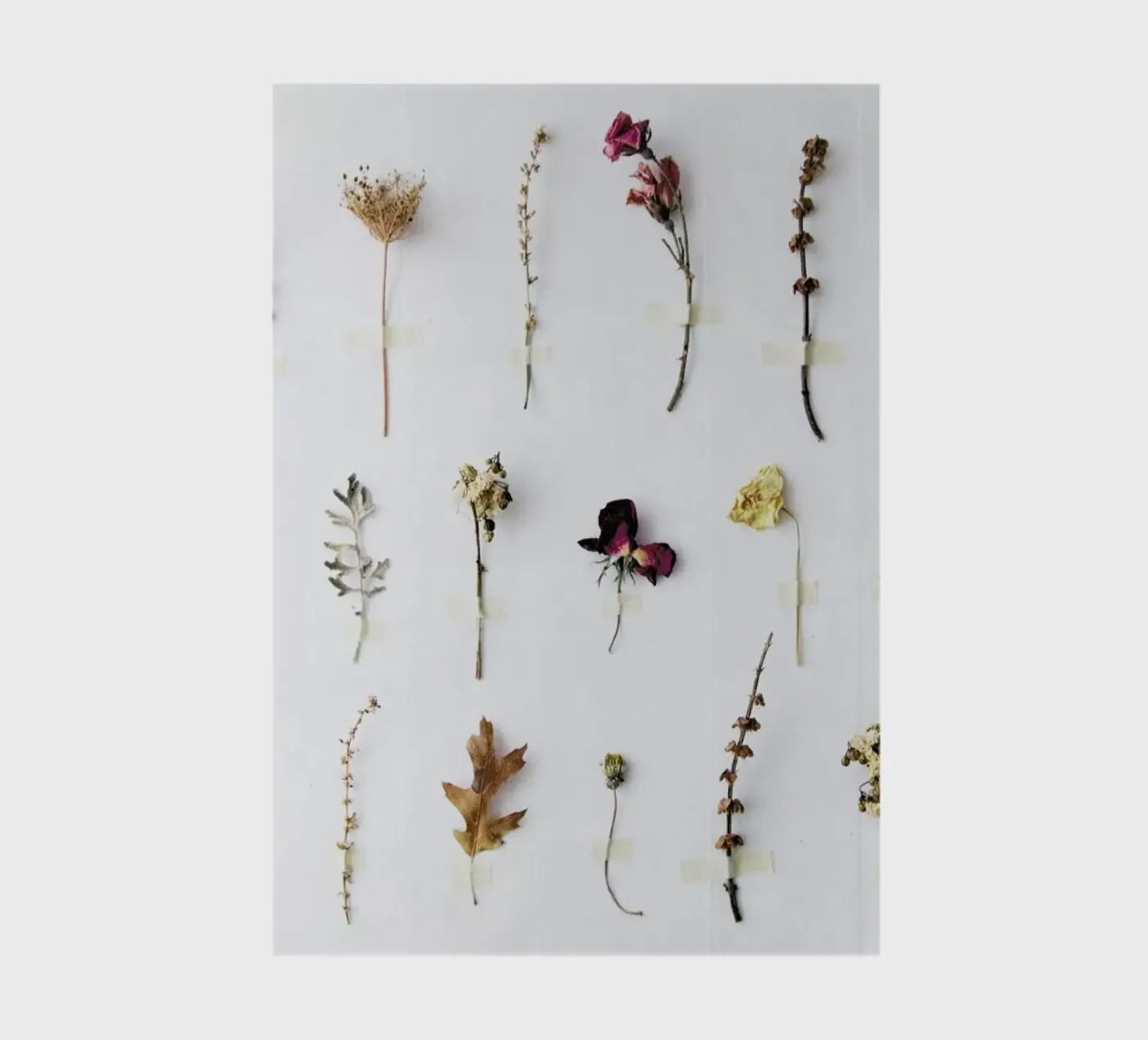 Flora Study notebook by Miles of Light