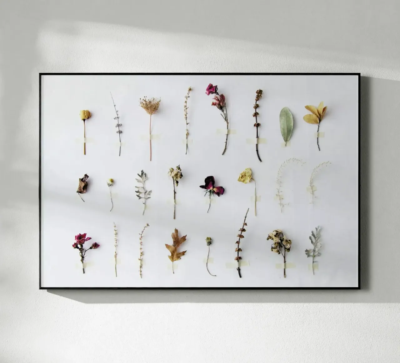 Flora Study plexiglass da Miles of Light