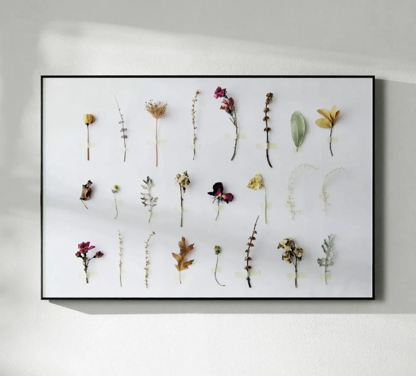 Flora Study plexiglass da Miles of Light