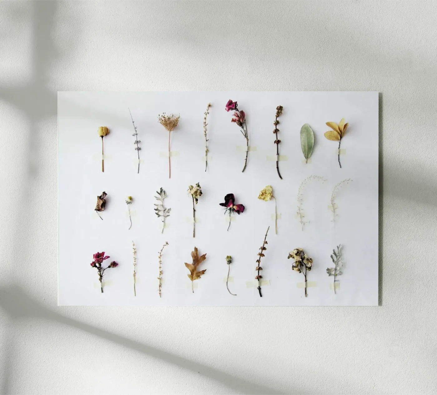 Flora Study plexiglas de Miles of Light