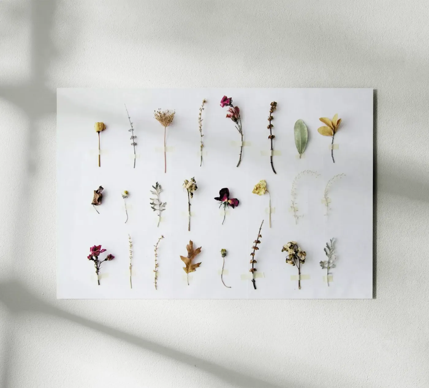 Flora Study forex-plaat van Miles of Light