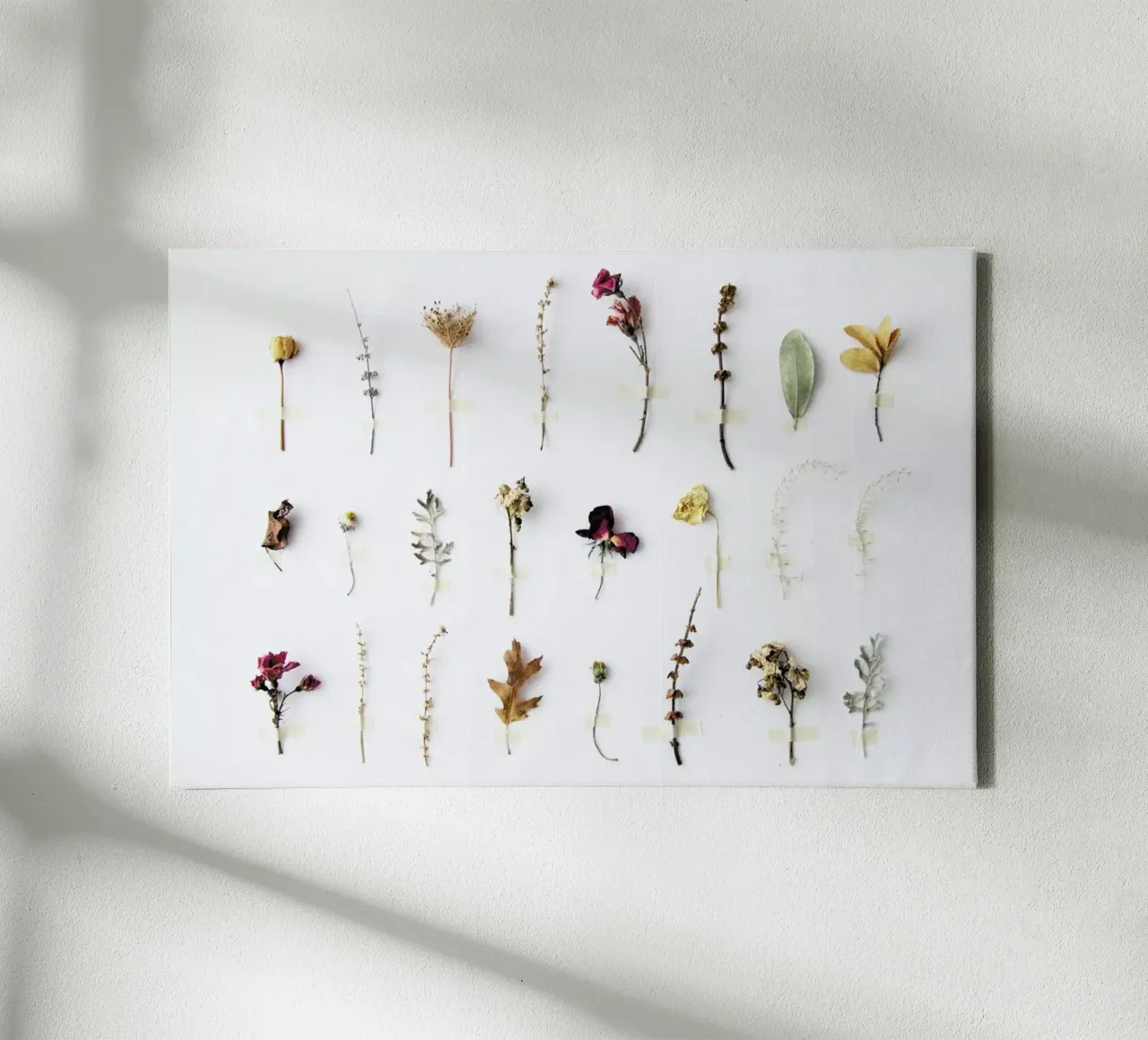 Flora Study tela da Miles of Light