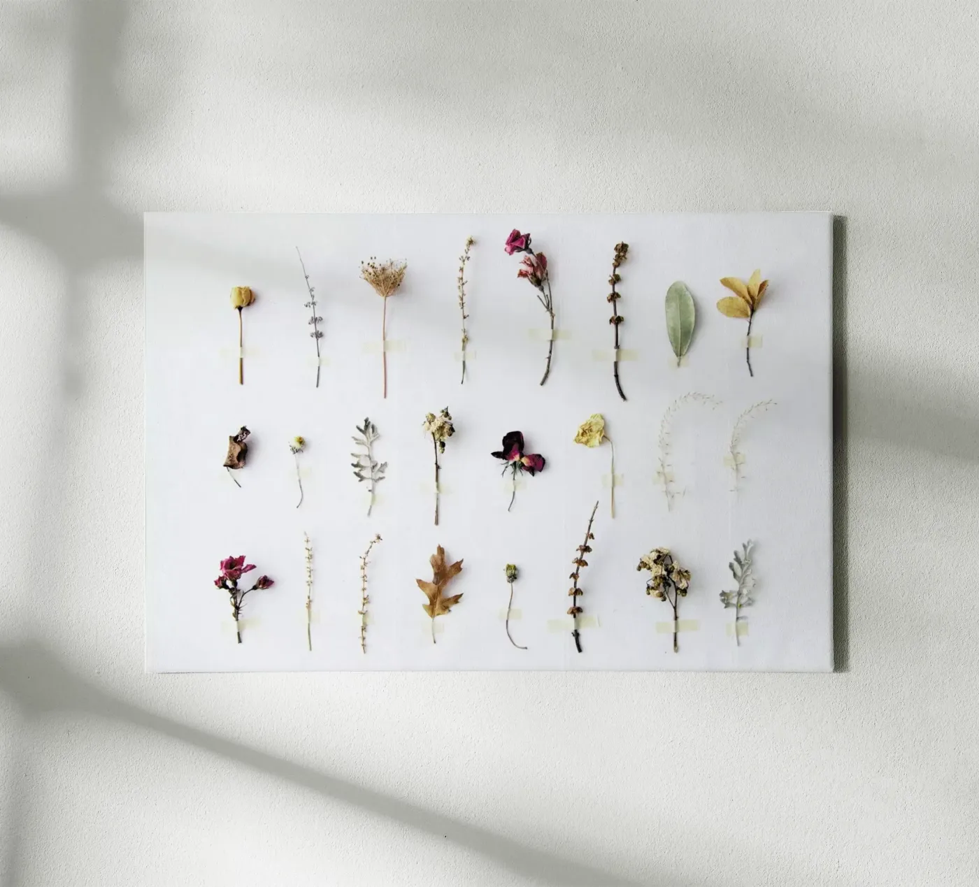 Flora Study Leinwand von Miles of Light