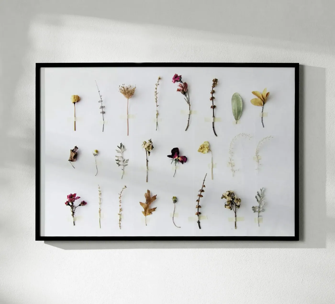 Flora Study poster da Miles of Light