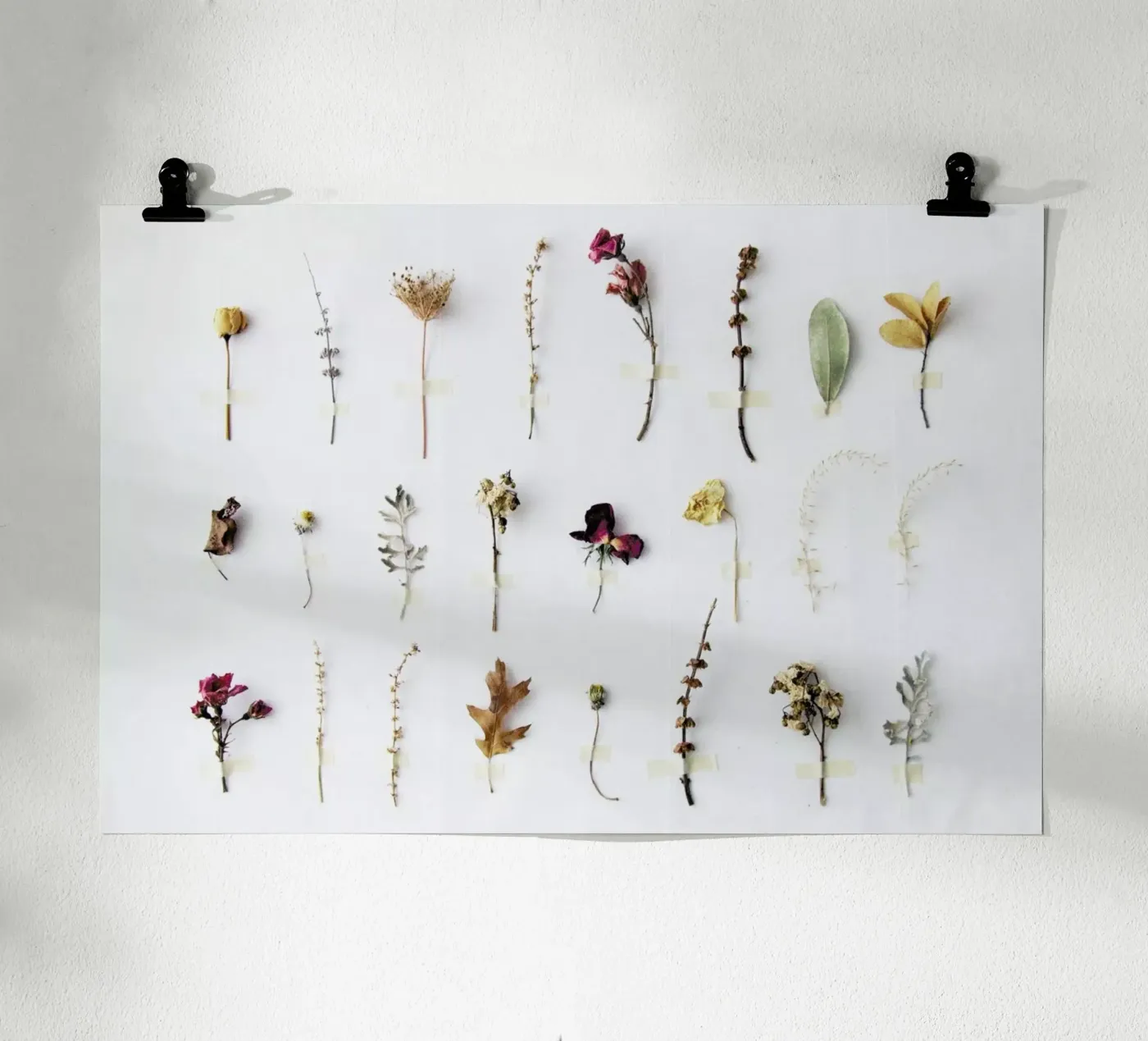 Flora Study poster da Miles of Light