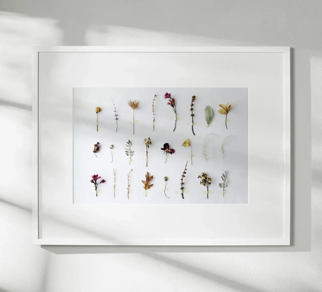 Flora Study poster da Miles of Light