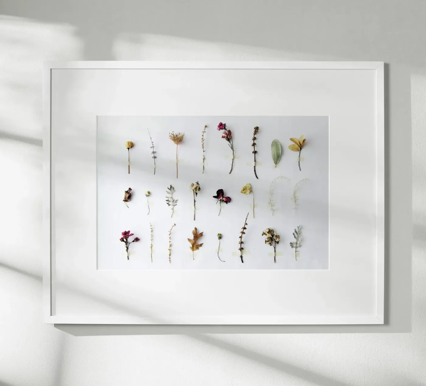 Flora Study poster da Miles of Light