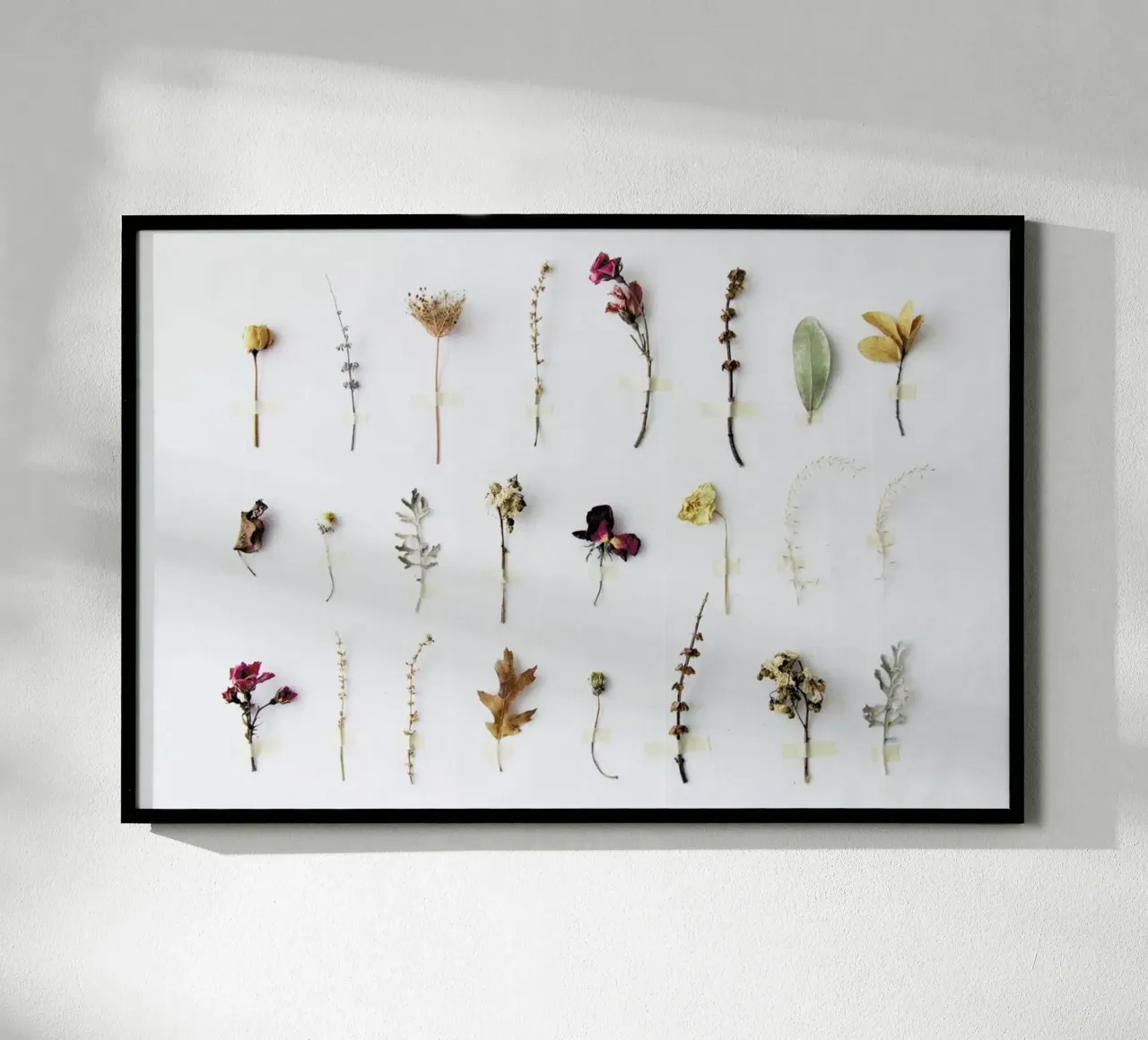 Flora Study poster da Miles of Light