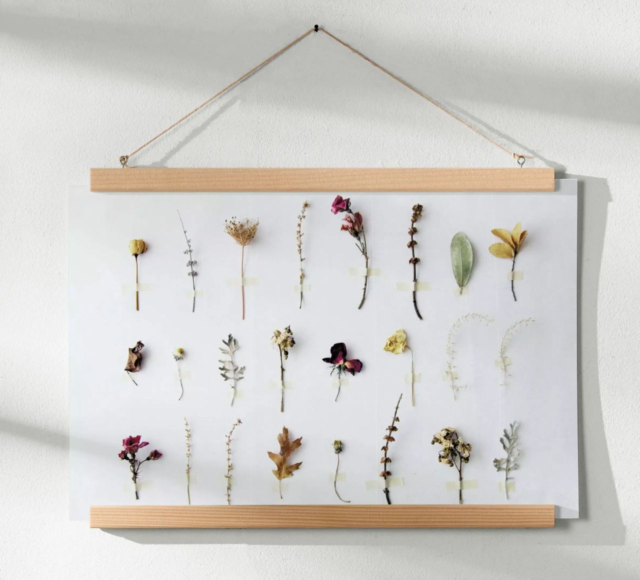 Flora Study Poster von Miles of Light