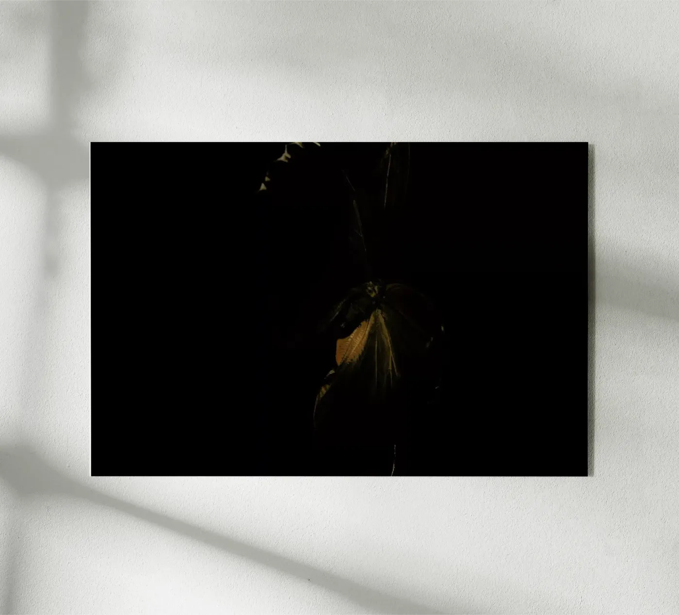 Butterflies 4 plexiglass da Günther Egger