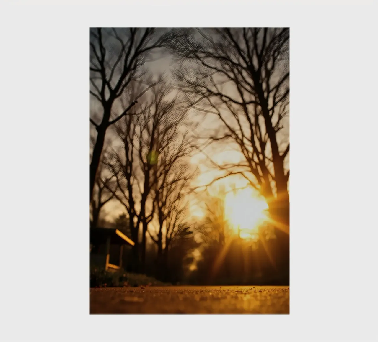 Sunset casting warm light through trees along quiet pathway notebook by DesignDoodle