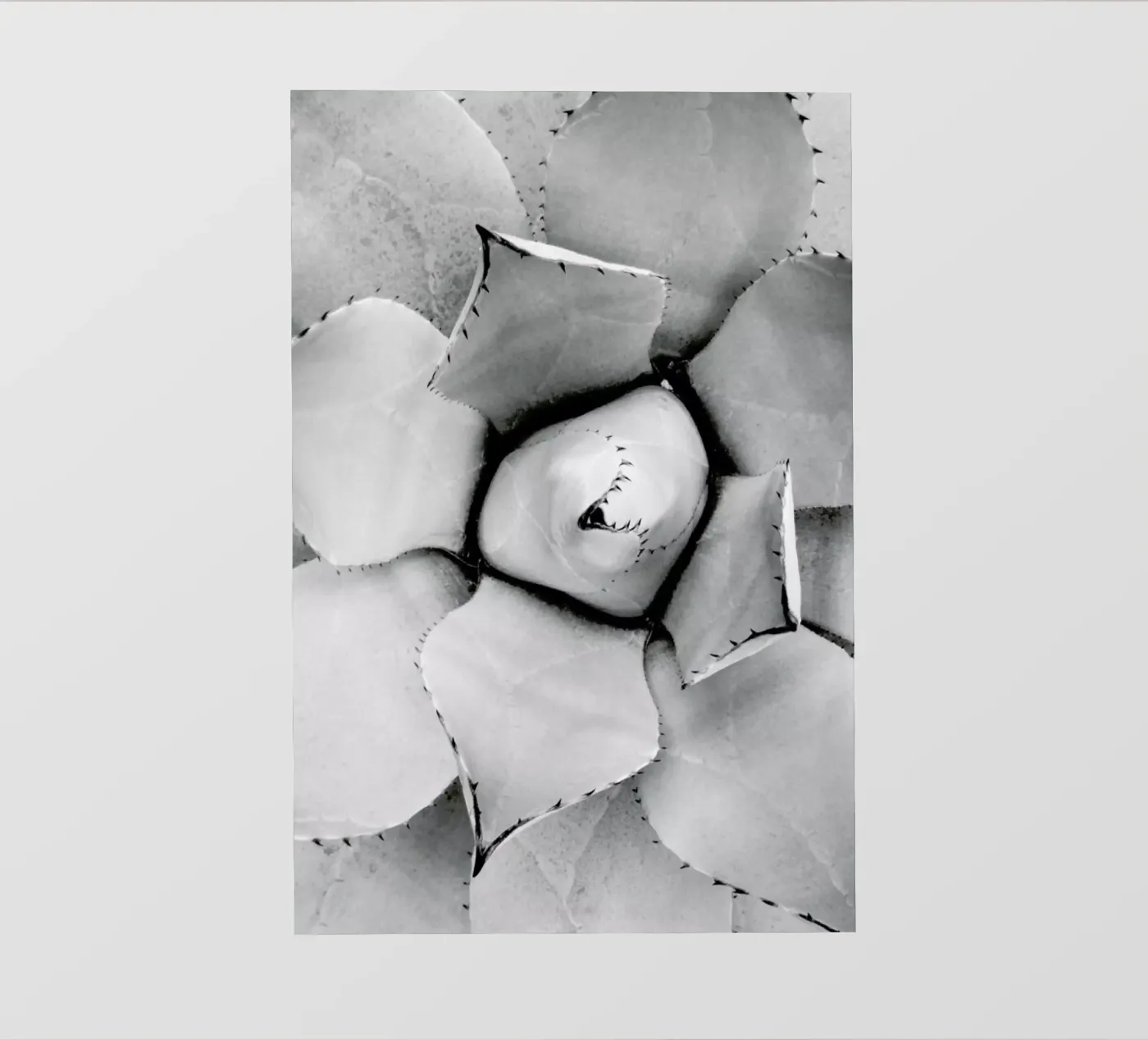 Agave pellicola backlit da Froilein Juno