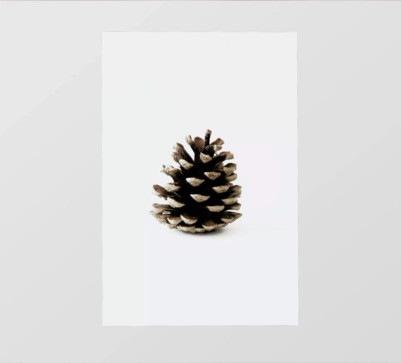 Pinecone N1 telo in pvc da Miles of Light