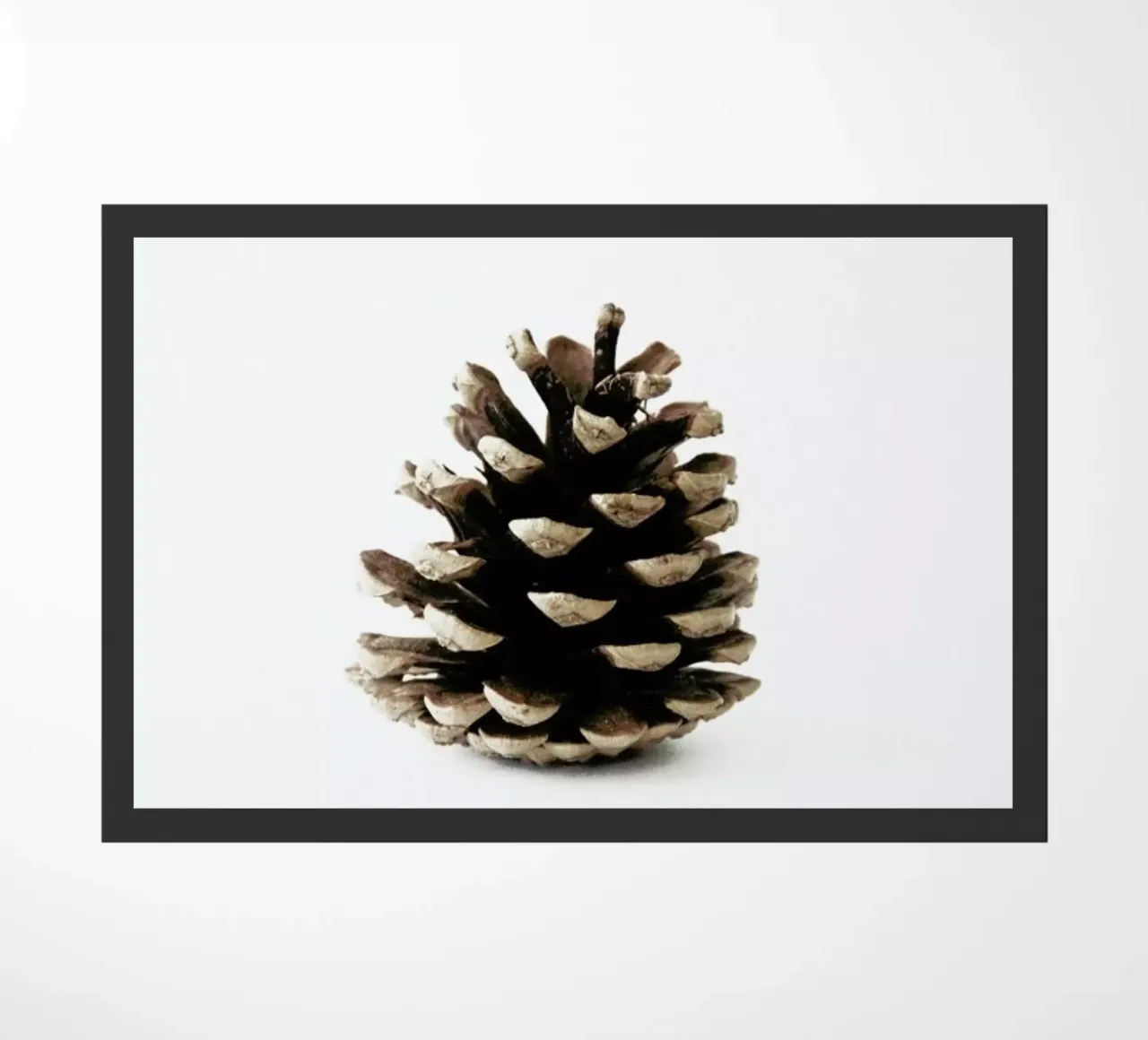 Pinecone N1 zerbino da Miles of Light