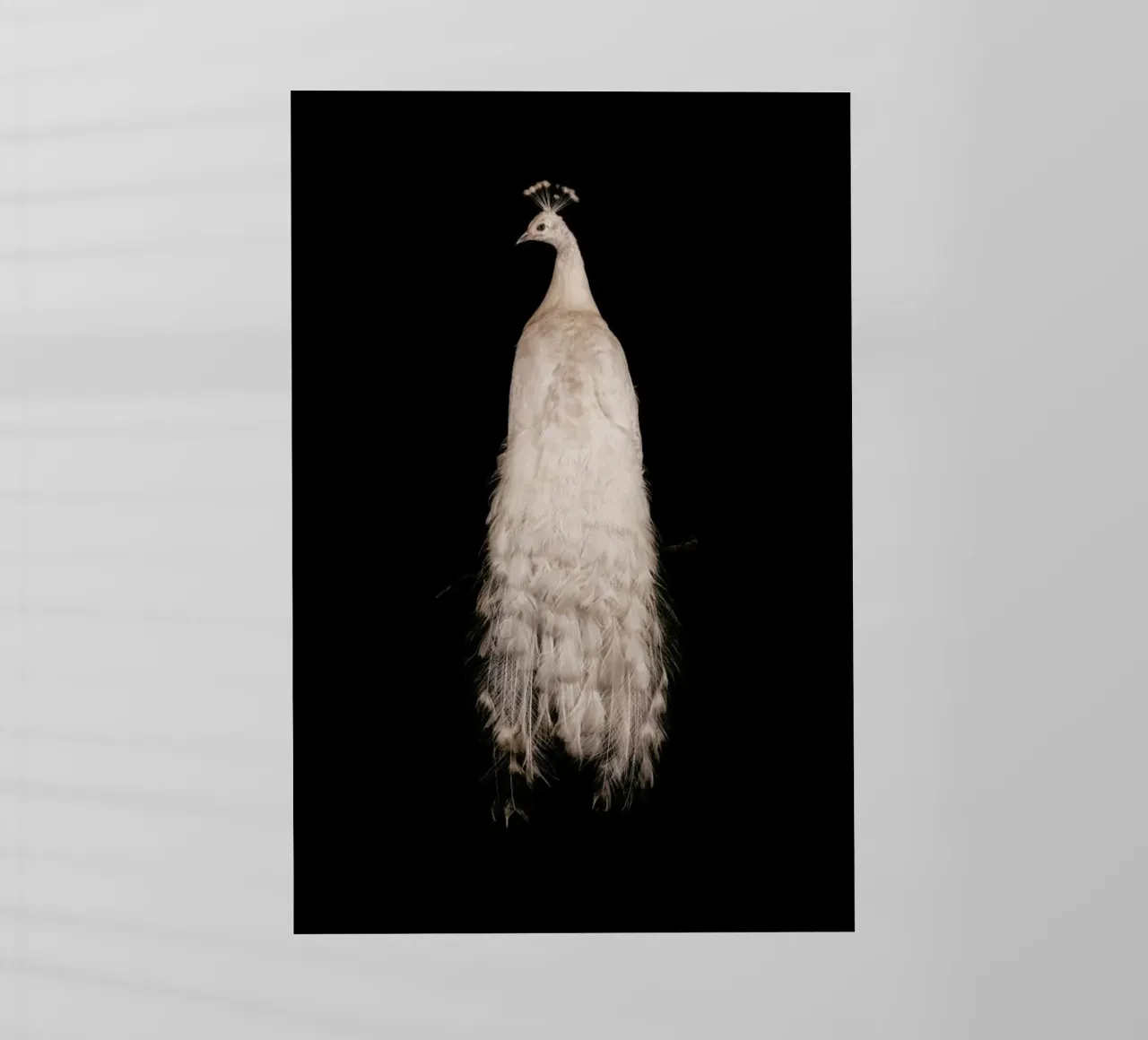 Pavone bianco maestoso pellicola backlit da Curious Collections by Marielle Leenders
