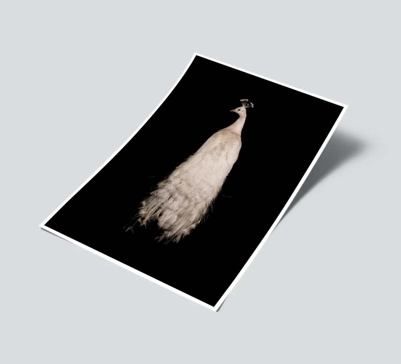 Majestic White Peacock sticker sheet by Curious Collections by Marielle Leenders
