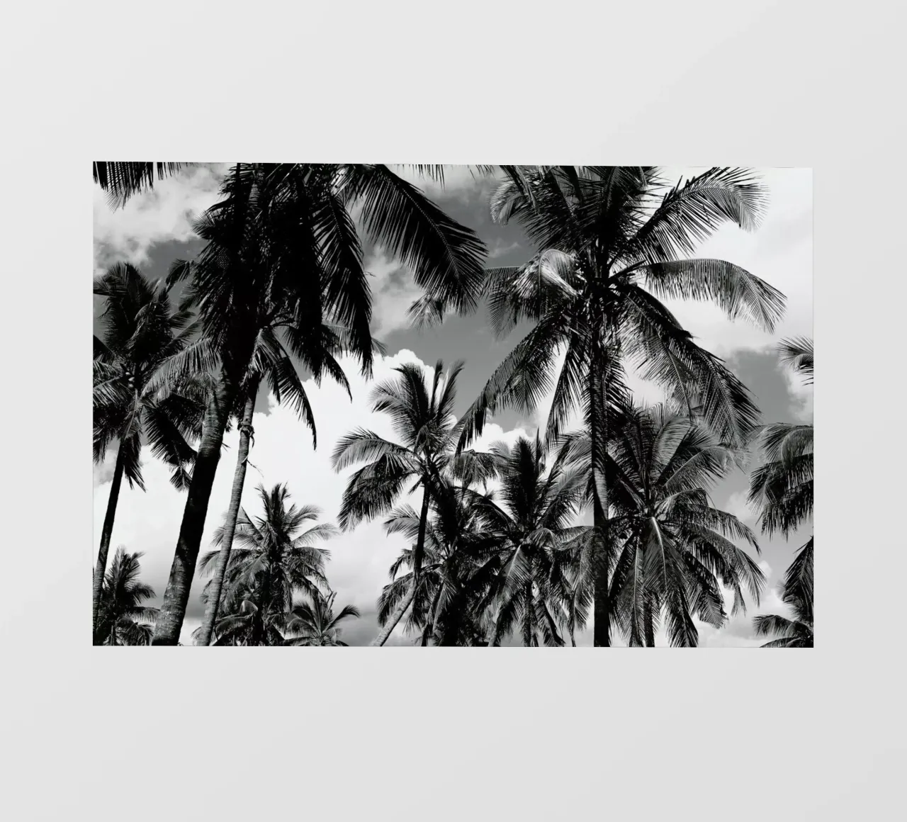 Legogo Palms pellicola backlit da Shot By Clint