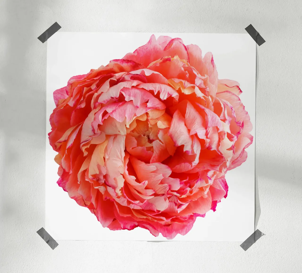 Fiore di carta peonia poster da foodphotolove