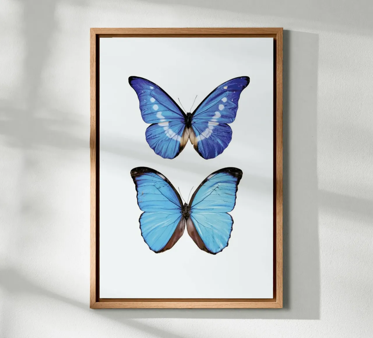 Leuchtendes Blau: Zwei leuchtend blaue Schmetterlinge Poster Leinwand mit Schattenfugenrahmen von Curious Collections by Marielle Leenders
