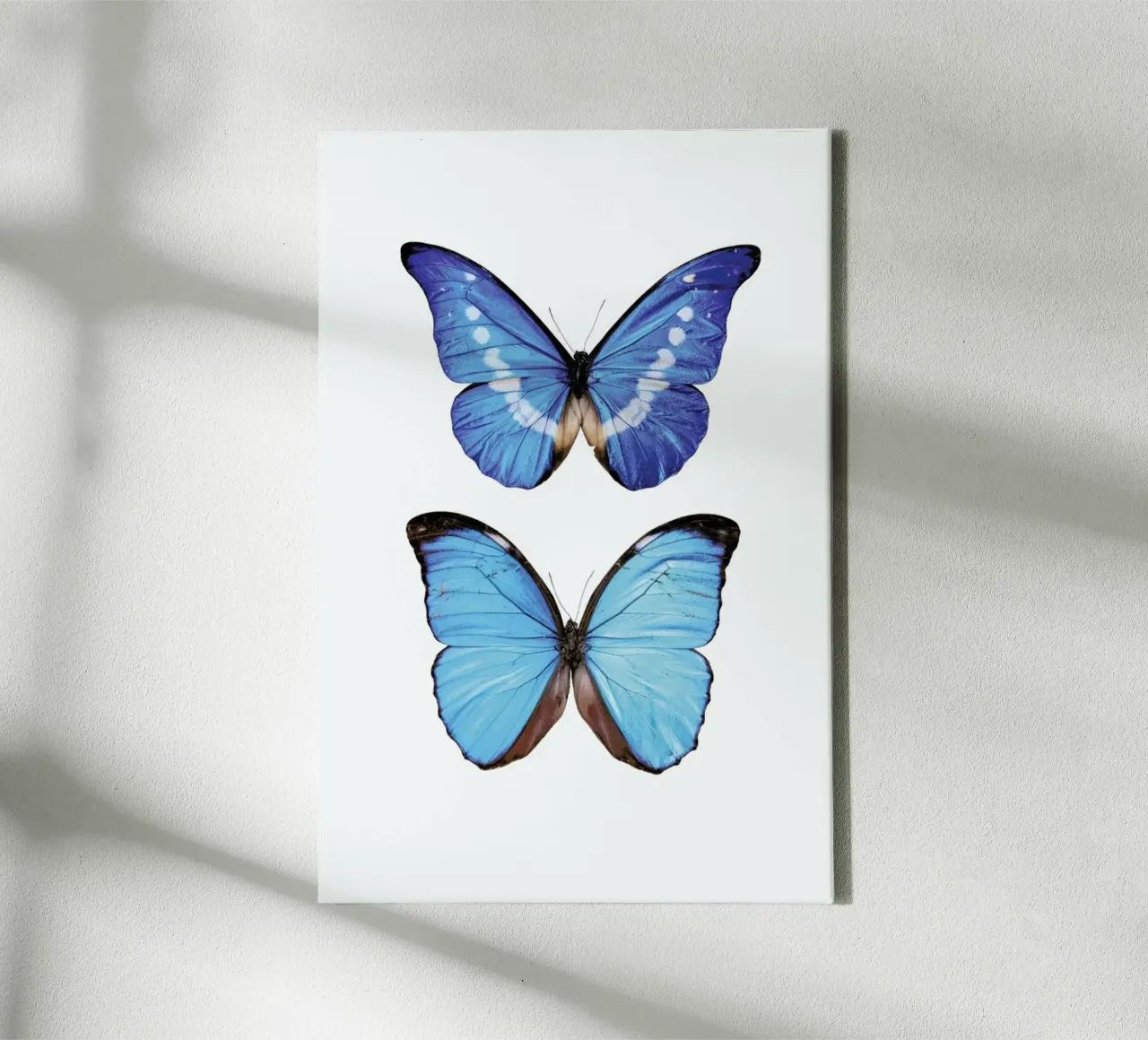 Leuchtendes Blau: Zwei leuchtend blaue Schmetterlinge Poster Leinwand mit Schattenfugenrahmen von Curious Collections by Marielle Leenders